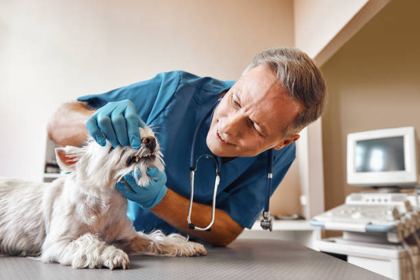 Best Emergency Wisdom Teeth Removal in Castalia, OH